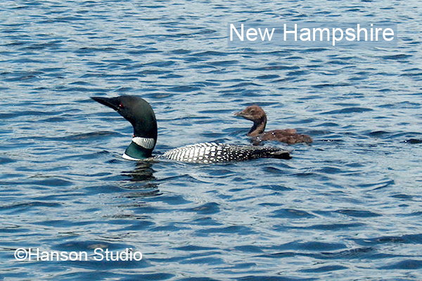 Loon and Chick - with "New Hampshire"